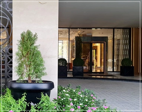 dlf camellias details